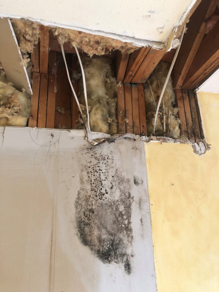 Indianapolis mold removal
