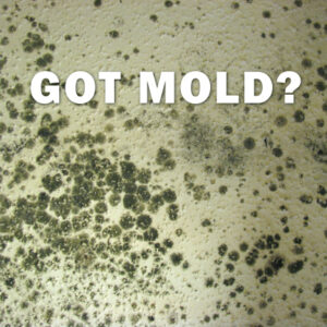 got-mold