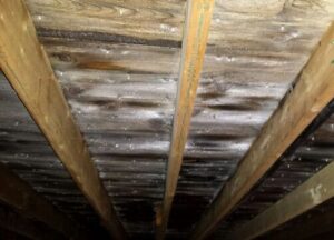 mold on rafters