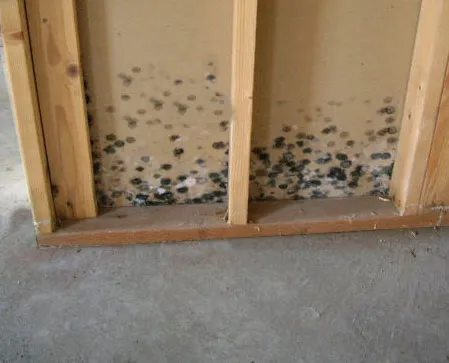 Basement Mold