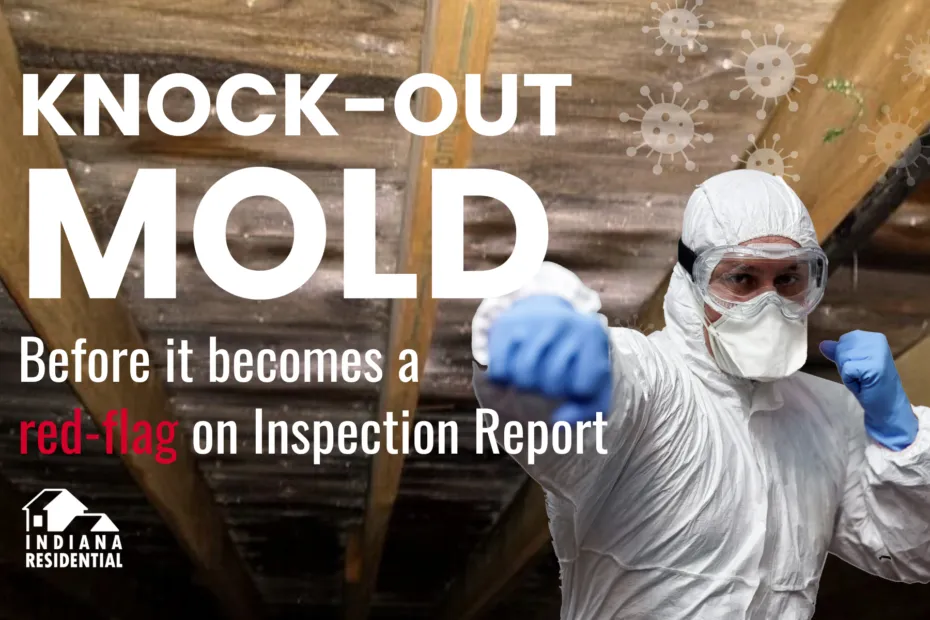 Mold Remediation Header 2